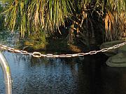 Black Hammock 037